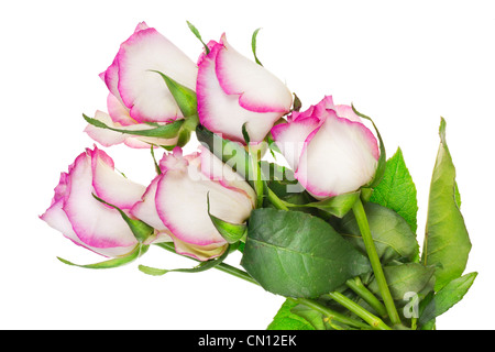 Le flétrissement des fleurs roses roses délicates solitaires isolés bush Banque D'Images