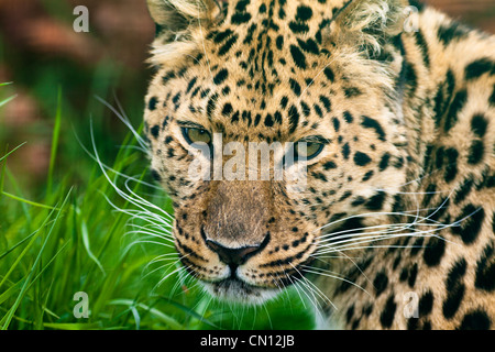 Panthère - Panthera pardus Banque D'Images