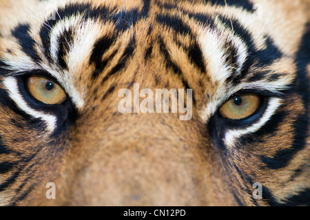 Bengal Tiger - Panthera tigris - portrait fermer Banque D'Images