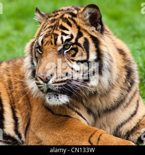 Tiger - Panthera tigris - portrait Banque D'Images