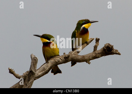 Paire de petits mangeurs d'abeilles (Merops pusillus) perché dans le Parc National des chutes Murchison, Ouganda Banque D'Images