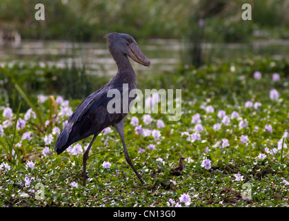 Shoebill Stork (Balanaeceps rex) pataugeant dans l'eau pourrie à Murchison Falls NP, en Ouganda Banque D'Images