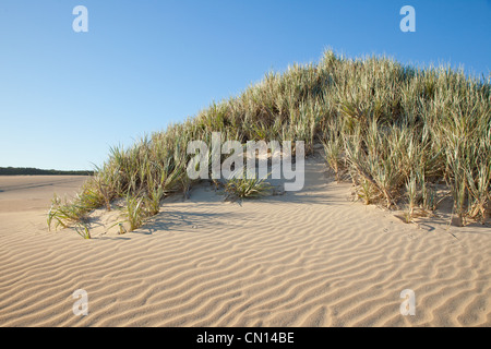 L'herbe des dunes dans une colline de sable. L'Australie du Sud de la péninsule d'Eyre Banque D'Images