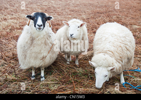 Trois moutons à Portnalong, Isle of Skye, Scotland, UK. Banque D'Images