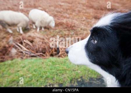 Deux moutons à Portnalong, Isle of Skye, Scotland, UK, d'être surveillés de près par un animal de border collie. Banque D'Images