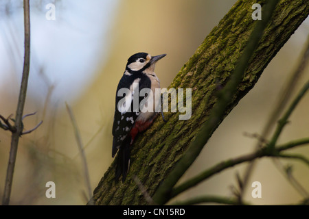 Great Spotted Woodpecker (Dendrocopos major) sur une branche Banque D'Images