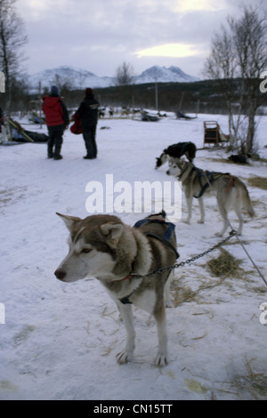 Roi de la neige Banque D'Images