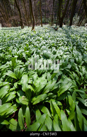 Tapis de l'ail des ours (Allium ursinum) AKA Ramsons quitte juste avant leur floraison Banque D'Images