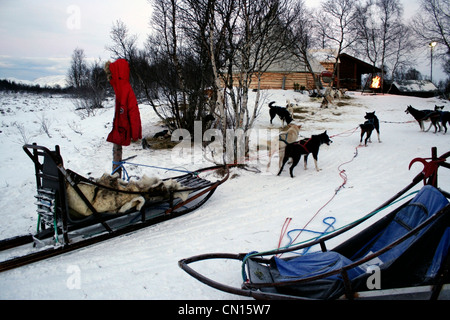 Traîneau à chiens Banque D'Images