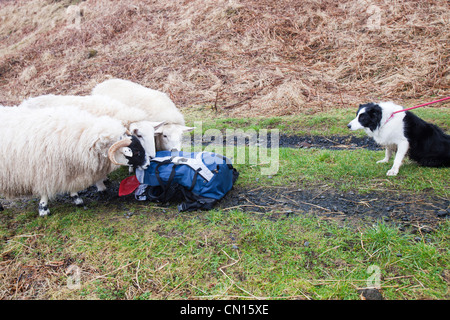 Trois moutons à Portnalong, Isle of Skye, Scotland, UK, enquêter sur un sac à dos, d'être surveillés de près par un animal de border collie. Banque D'Images