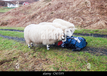 Trois moutons à Portnalong, Isle of Skye, Scotland, UK, enquêter sur un sac à dos. Banque D'Images