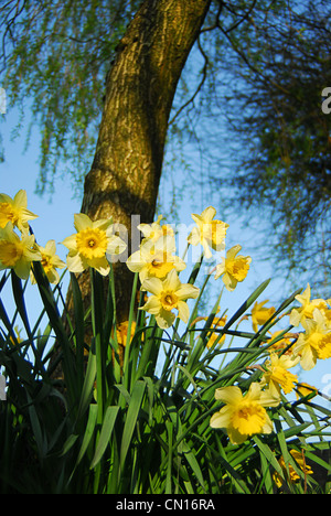 Jonquilles jaune à la base d'un saule sur un bleu claire et chaude journée de printemps skié Banque D'Images