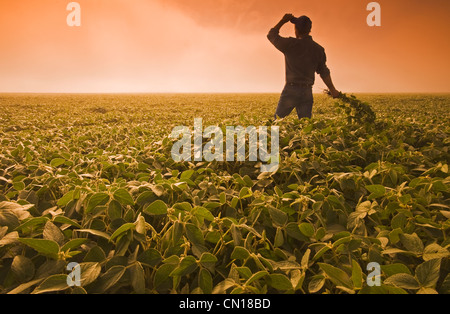 L'homme donne sur un champ de soya sur un matin brumeux, près de Brunkild, Manitoba