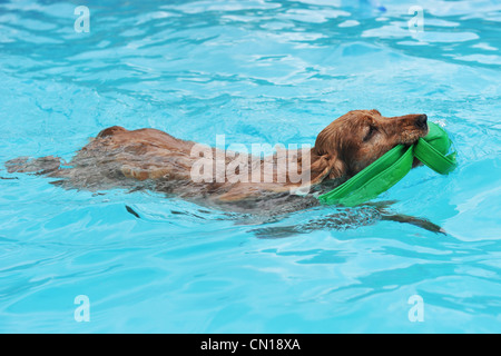 Cocker Anglais pure race, de nager dans une piscine Banque D'Images