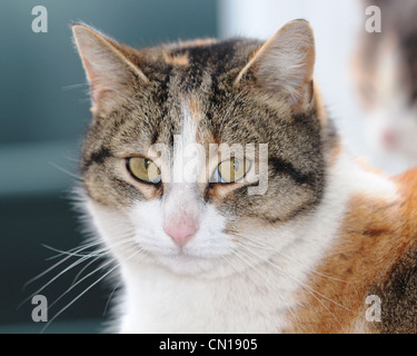 Close up tête de chat Calico Banque D'Images