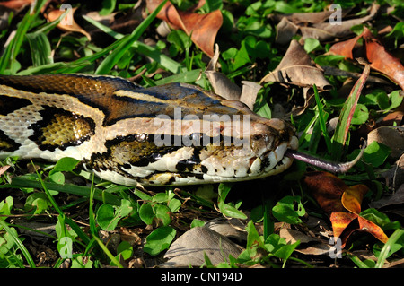 Burmese python, Python molurus bivittatus, Floride Banque D'Images