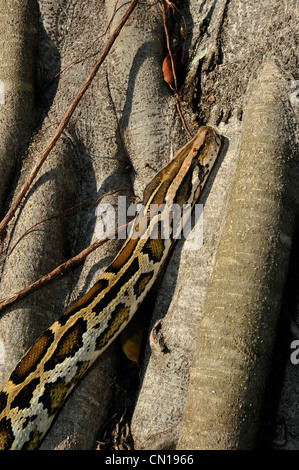 Burmese python, Python molurus bivittatus, Floride Banque D'Images