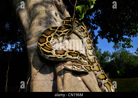 Burmese python, Python molurus bivittatus, Floride Banque D'Images