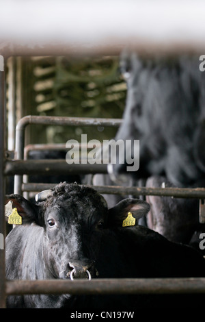 , Wagyu ou Kobé, les vaches à la ferme Oguri à Nagoya, Japon Banque D'Images