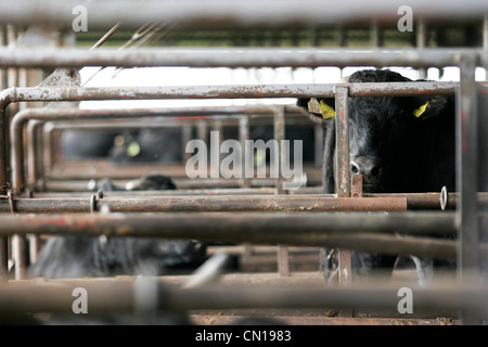 , Wagyu ou Kobé, les vaches à la ferme Oguri à Nagoya, Japon Banque D'Images