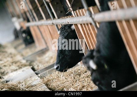 , Wagyu ou Kobé, les vaches à la ferme Oguri à Nagoya, Japon Banque D'Images