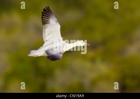 Oie des neiges Chen caerulescens Kearny, Arizona, United States 23 mars lumière adultes morph. Anatidae Banque D'Images