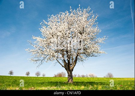 Blossoming cherry tree sur le pré vert au printemps Banque D'Images