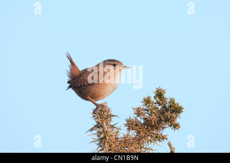 Le Troglodyte mignon Troglodytes troglodytes, perché au sommet de l'ajonc sprig en soleil du matin contre un ciel bleu. Banque D'Images