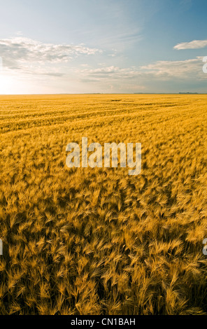 Domaine de la maturité l'orge s'étend à l'horizon, près de Dugald (Manitoba) Banque D'Images
