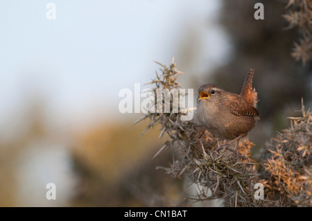 Le chant de l'ajonc Wren Bush dans le soleil du matin, Dungeness, Kent, UK Banque D'Images