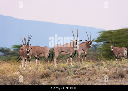 Oryx gazella sur la plaine, la réserve nationale de Samburu, Kenya Banque D'Images