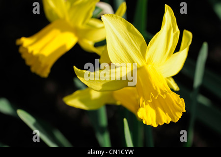 Narcissus cyclamineus nain or février Div 6 premiers pétales jaune-doré hybride Banque D'Images