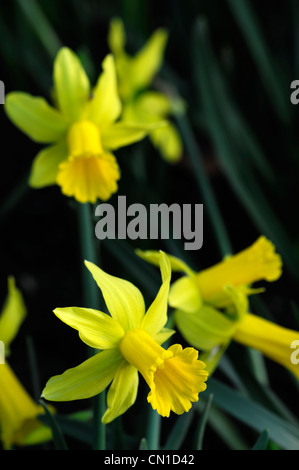 Narcissus cyclamineus nain Peeping Tom Div 6 hybride précoce trompette longue et étroite pétales réfléchis évasée jaune doré Banque D'Images