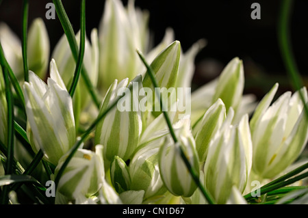 Tête de profil sigmoideum syn o nanum étoile de Bethléem couleurs couleurs blanc en forme d'étoile verte fleurs fleurs fleurs pétales Banque D'Images