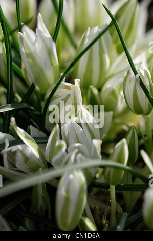 Tête de profil sigmoideum syn o nanum étoile de Bethléem couleurs couleurs blanc en forme d'étoile verte fleurs fleurs fleurs pétales Banque D'Images