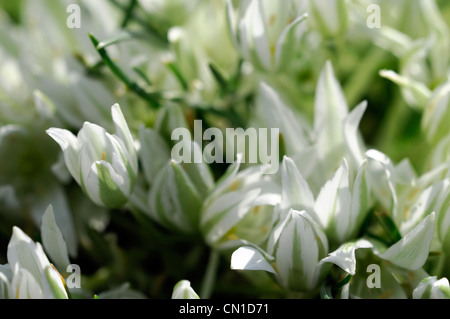 Tête de profil sigmoideum syn o nanum étoile de Bethléem couleurs couleurs blanc en forme d'étoile verte fleurs fleurs fleurs pétales Banque D'Images