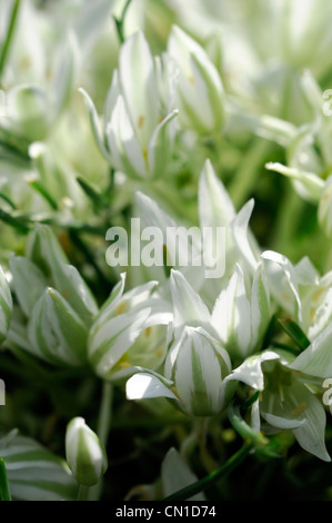 Tête de profil sigmoideum syn o nanum étoile de Bethléem couleurs couleurs blanc en forme d'étoile verte fleurs fleurs fleurs pétales Banque D'Images