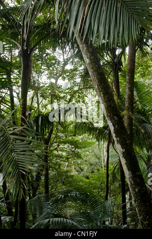 Forêt nationale de El Yunque, Puerto Rico Banque D'Images