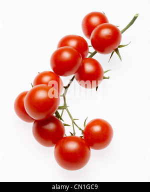 Tige de plusieurs Tomates cerises sur Vine Banque D'Images