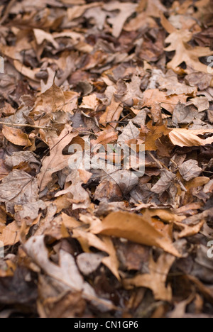 Je feuilles mortes Banque D'Images