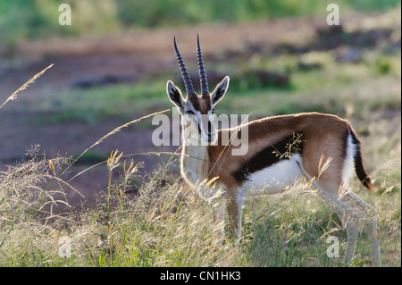 Thomson (Gazella thomsoni) sur le savanah, Masai Mara National Reserve, Kenya Banque D'Images