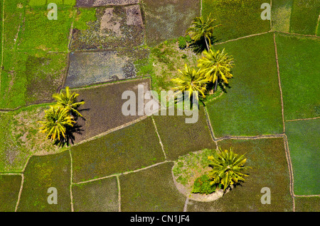 Champs de riz paddy avec palmiers, vue aérienne, Moshi, région de Kilimandjaro, Tanzanie Banque D'Images