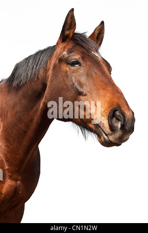 Portrait d'un cheval brun isolé sur fond blanc. Banque D'Images