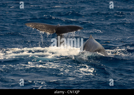 Le cachalot (Physeter macrocephalus) et de plonger dans la tranchée de la Grenade au large de la Dominique Banque D'Images