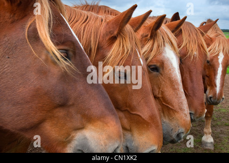 Suffolk Punch chevaux lourds Banque D'Images