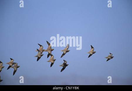 Ganga couronné (Pterocles coronatus) troupeau en vol Egypte Sinai Banque D'Images