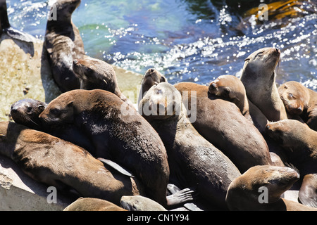 Les otaries à fourrure du Cap au soleil à Hermanus New Harbour, près de Cape Town, Afrique du Sud Banque D'Images