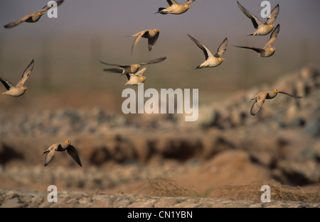 Ganga tacheté (Pterocles senegallus) troupeau en vol Egypte Sinai Banque D'Images