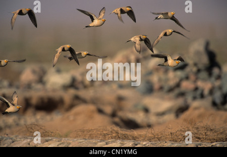 Ganga tacheté (Pterocles senegallus) troupeau en vol Egypte Sinai Banque D'Images