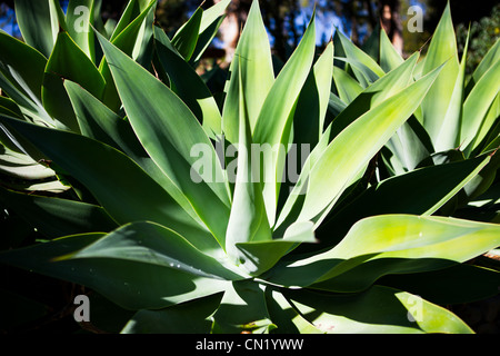 Un close up image d'une plante au soleil Banque D'Images